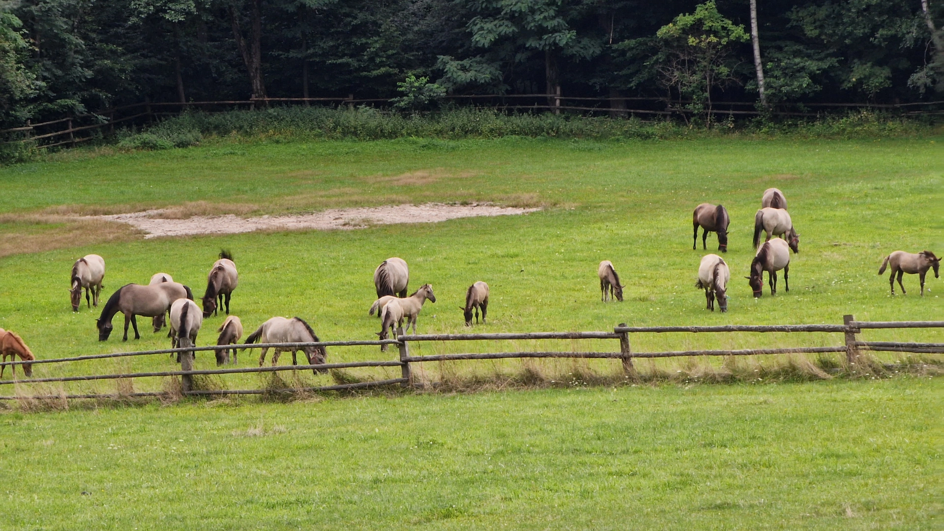 Konik Polski